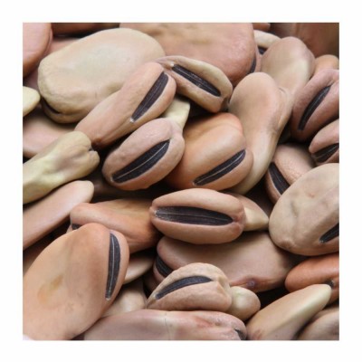 29-132-1 FAVA BEANS LARGE              55 LB