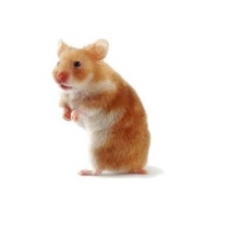 STS Premium Hamster 5kg/11lb