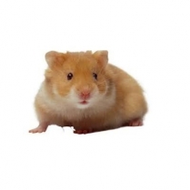 STS Basic Hamster 20kg/44lb