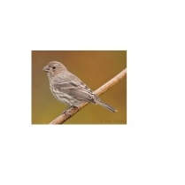 STS Premium Finch 10kg/22lb