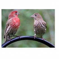 STS Hi Pro Finch 20kg/44lb