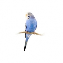 STS Premium Budgie 10kg/22lb