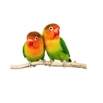 STS Lovebird Mix 20kg/44lb