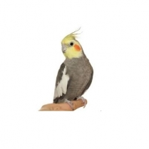 STS Prem Cockatiel W/Sun 5kg/11lb