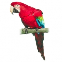 STS Premium Parrot No/Sun 10kg/22lb