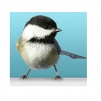 STS Homeblend Wildbird 1kg/2.2lb