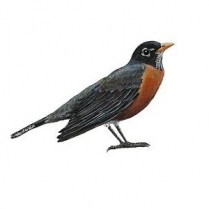 STS Wildbird Blend 10kg/22lb