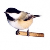 STS Backyard Blend 10kg/22lb