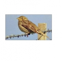 STS Economy Wild Bird Blend 10kg/22lb