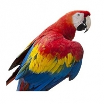 STS Fantastic Parrot Mix 10kg/22lb