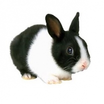 STS Rabbit Pellets 2kg/4.4lb