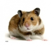 STS Gourmet Hamster 10kg/22lb