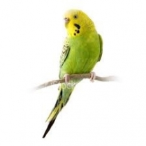 SEED TO SKY Basic Budgie