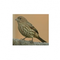 SEED TO SKY Basic Finch