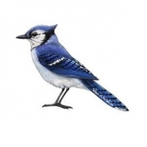 SEED TO SKY Bluejay Mix