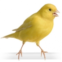 SEED TO SKY Canary Song/Conditioner