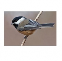 SEED TO SKY Chickadee/Nuthatch