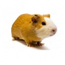 SEED TO SKY Gourmet Guinea Pig