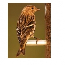 SEED TO SKY Wild Finch/ Pine Siskin