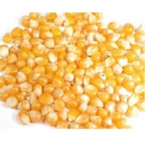 SEED TO SKY Corn - Whole