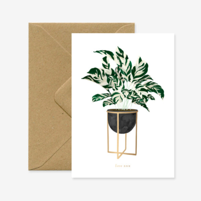 Gold Calathea Plant|All The Ways To Say