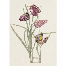 Fritillaria Mackintosh