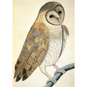 Owl|Museums & Galleries