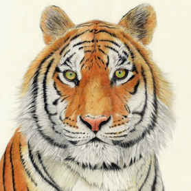 Eyes Of The Tiger|Museums & Galleries