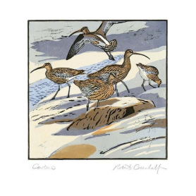 Curlews