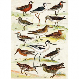 British Wading Birds|Museums & Galleries