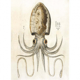 Squid|Museums & Galleries