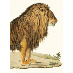 A Barbary Lion