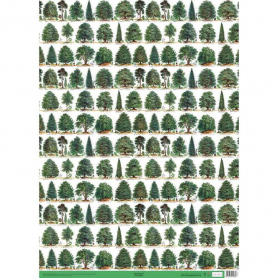 SHEET WRAP Our British Forest Trees|Museums & Galleries