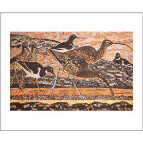 Curlew And Oystercatchers