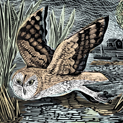 Marsh Owl