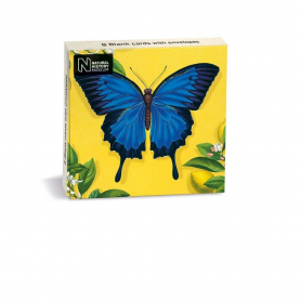 NOTECARD Ulysses Butterfly|Museums & Galleries