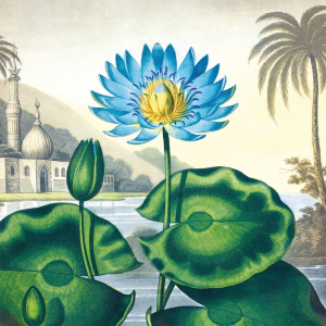 NOTECARD Botanical Prints