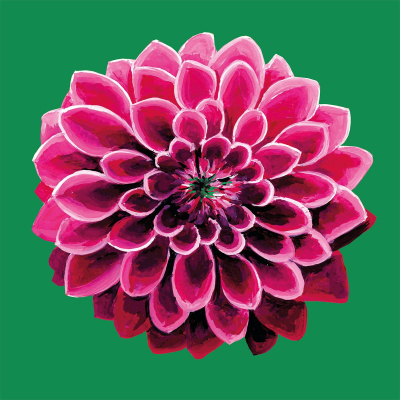 Dahlia