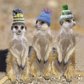 Meerkats In Hats