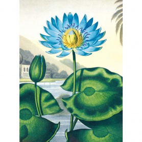 The Blue Egyptian Water Lily