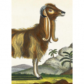 The Syrian Goat|Museums & Galleries