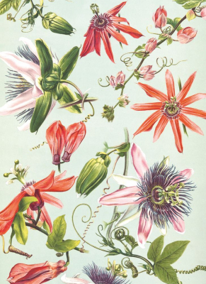 Passion Flowers|Museums & Galleries