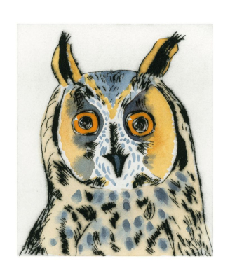 Long Eared Owl|Museums & Galleries