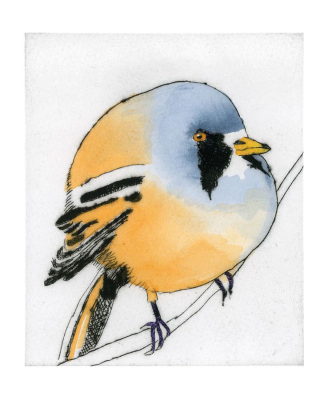 Bearded Tit