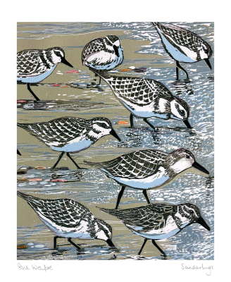 Sanderlings