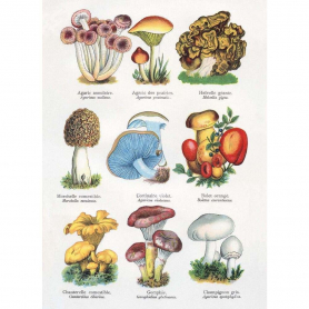 Mushrooms|Museums & Galleries