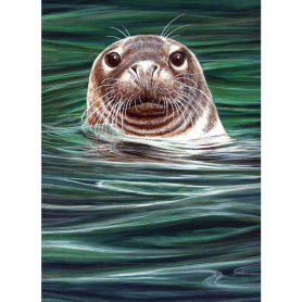 Curious Seal|Museums & Galleries