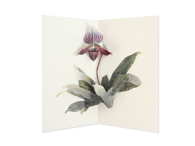 Lady Slipper Orchid - Hiromi Takeda|UWP Luxe