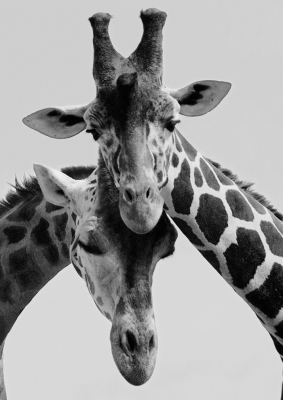 Giraffe Couple
