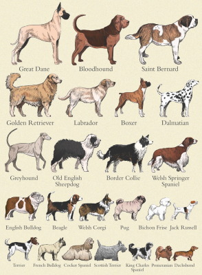 Popular Breeds Of Dog